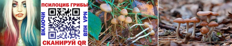купить закладку  Новоуральск  hydra онион  Галлюциногенные грибы MAGIC MUSHROOMS 